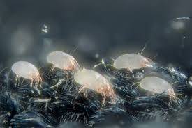 All About Dust Mites