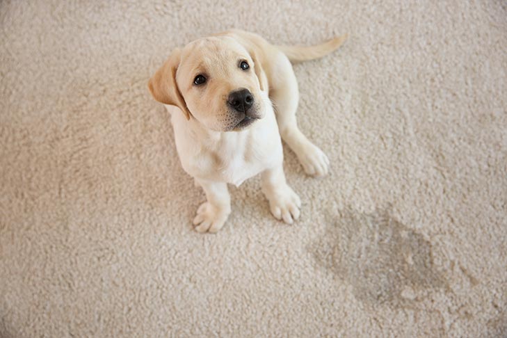 Blotting pet urine stain from carpet with a damp white cloth and paper towels.