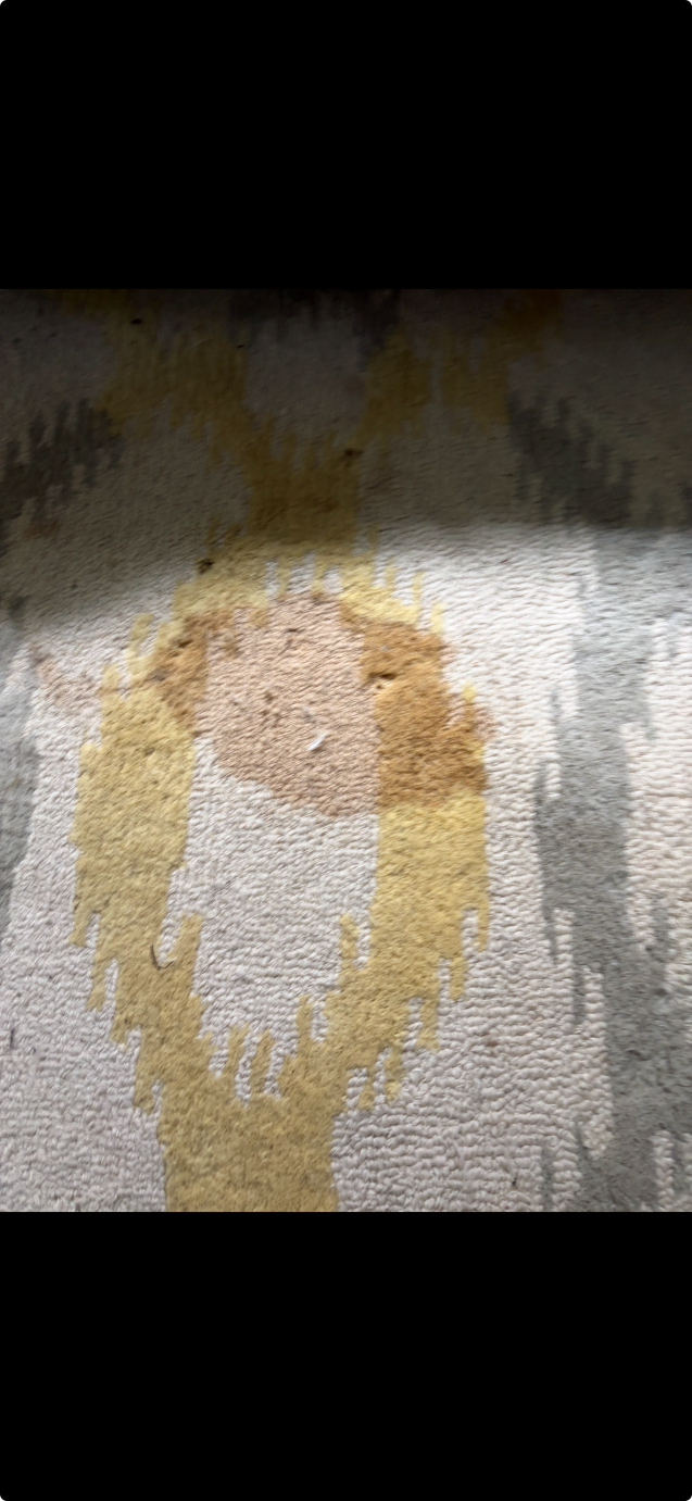 Technician treating a stubborn dog vomit stain on a carpet after professional cleaning